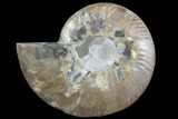 Agatized Ammonite Fossil (Half) - Agatized #91173-1